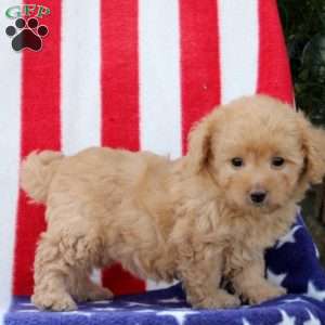 Annora, Morkie-Poo Puppy